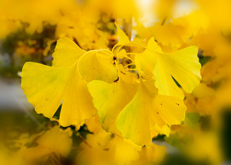 Gelb leuchtende Herbstblätter eines Ginkobaumes im Sonnenlicht.