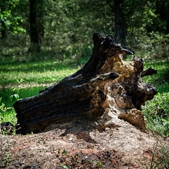 Burnt Out Fallen Tree Stump