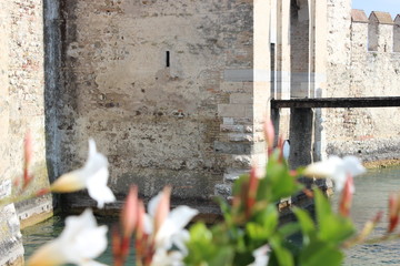 castillo scaligero y flores blancas