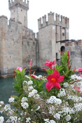 flores rosas y blancas en castillo scaligero