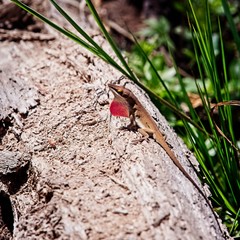 Lizard on a Log in the Woods