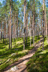 Obraz premium Forest of the Pyha-Hakki national park, Finland