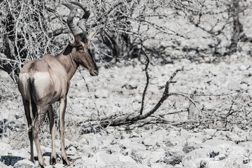 Bubale - Alcelaphus buselaphus au parc national d'etosha en namibie, afrique