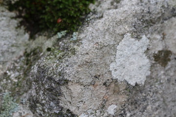 Texture pierre claire avec lichen et mousse en macrophotographie