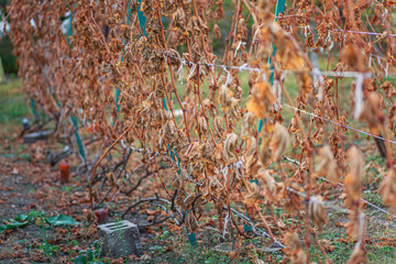 Grapevine after the first frost. Wine red grapes for ice wine in Withered darkened yellow leaves of grapes in autumn after the first cold weather. Harvested concept