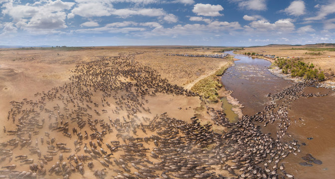 Aerial view of herd of bulls crossing river in Maasai Mara National Reserve