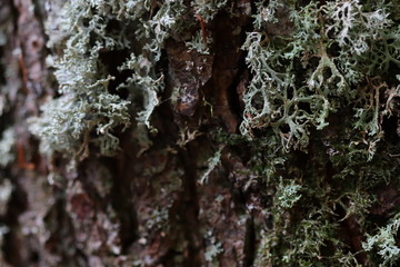 Texture bois avec lichen écorce en gros plan macrophotographie 