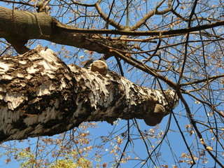 старая береза с наросшими на ней грибами чага