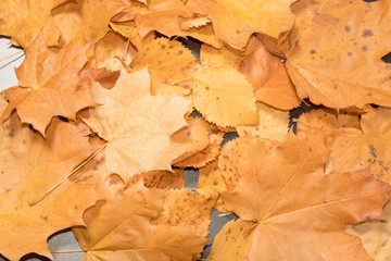 autumn leaves on wooden background