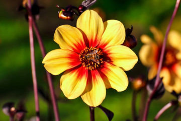 Flower of the dahlia Sunshine in late summer and autumn, bee on the blossom