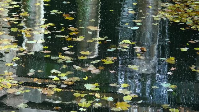 Autumn, yellow leaves sway on the water, reflections in the water. Sofievsky Park, Uman, Ukraine