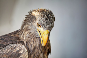 Adler Kopfportrait