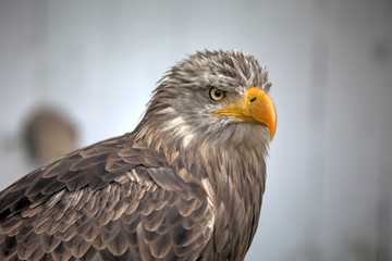 Adler Seitenportrait