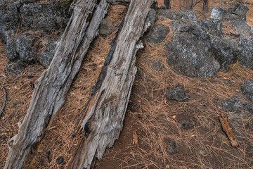 trunk of a tree