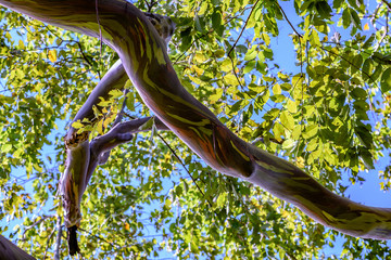 rainbow eucalyptus Maui Hawaii