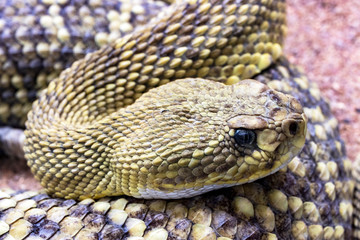 Obraz premium Klapperschlange Portrait