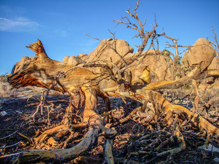 fallen tree Joshua Tree National Monument