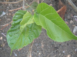 Attractive green mulberry leaves in Egypt