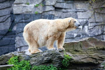 Eisbär auf Aussicht