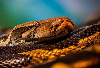 Fototapeta premium snake on black background