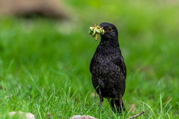 bird in the grass