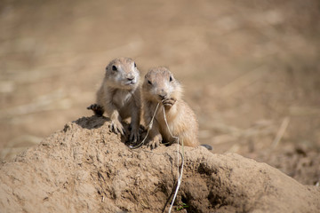 group of meerkat