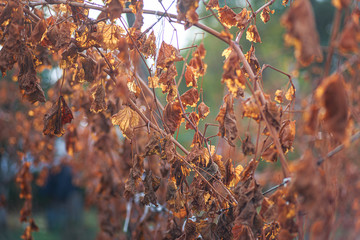 Grapevine after the first frost. Wine red grapes for ice wine in Withered darkened yellow leaves of grapes in autumn after the first cold weather. Harvested concept