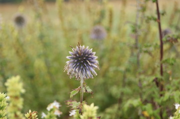 thistle in the field