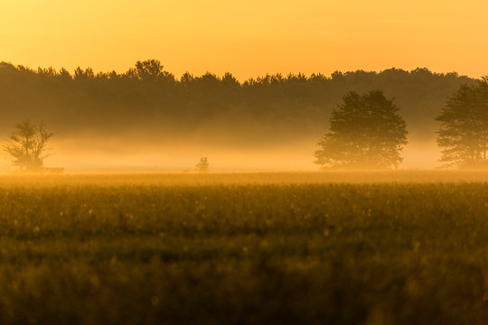 fog morning