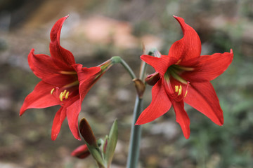 Two red lilies with yellow pistils at an Atlantic forest mountain in the historic city of Paraty, Rio de Janeiro, world heritage in Brazil