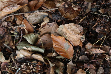 Texture feuilles mortes automne marron orange 