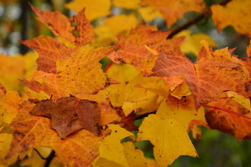 Autumn