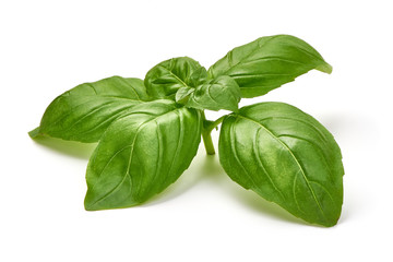 Fresh organic Basil Leaves, isolated on white background