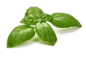 Fresh Green Basil Leaf, isolated on white background