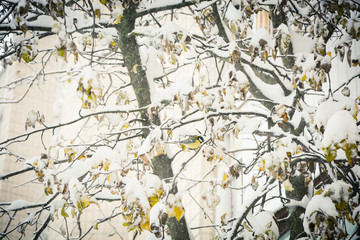 white flowers on tree