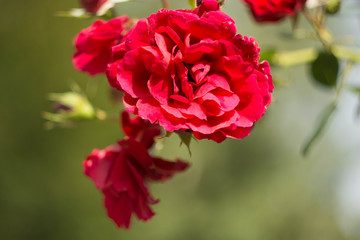 red rose in garden