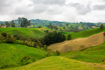 Fototapeta na wymiar Green Hills full of Pasture for Cattle in Antioquia / Colombia