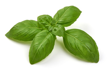 Fresh Green Basil Leaf, isolated on white background