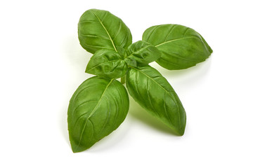 Fresh organic Basil Leaves, isolated on white background