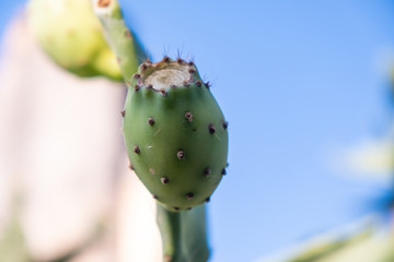 The prickly pear is the fruit of a cactus plant known as Opuntia ficus-indica, originated in Mexico and the most widespread of the domesticated cactuses. Turkish known as "dikenli incir"