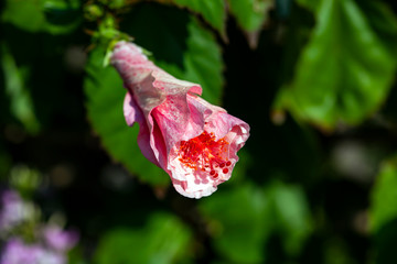 Hibiskus geschlossen © rkbox