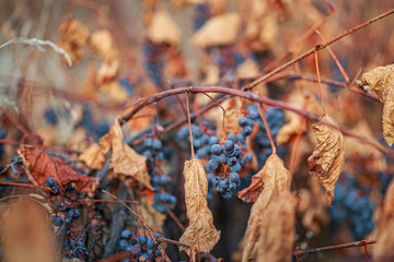 Grapevine after the first frost. Wine red grapes for ice wine in Withered darkened yellow leaves of grapes in autumn after the first cold weather. Harvested concept