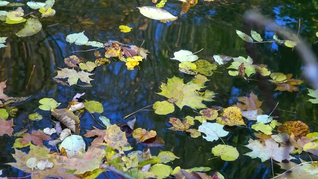 Autumn, yellow leaves sway on the water, reflections in the water. Sofievsky Park, Uman, Ukraine