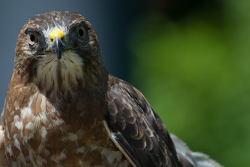 Close up of a Hawk