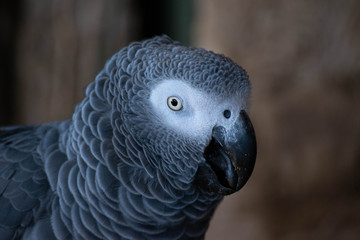 Close up of a bird