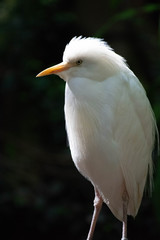 Close up of a bird