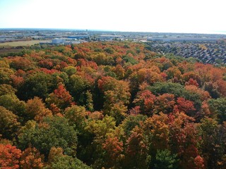 Obraz premium Aerial of a fall forest