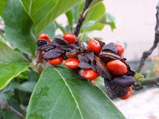 Branch of Magnolia Grandiflora tree, with seed pod and red, ripe seeds. Magnolia grandiflora, commonly known as the southern magnolia or bull bay, is a tree of the family Magnoliaceae.  © beres