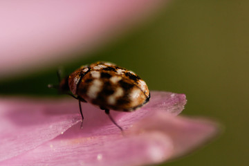 insecto en hoja de flor