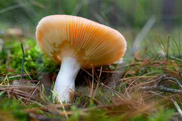 A poisonous fungus growing on the forest litter in the autumn, visible lamellae of the fungus.